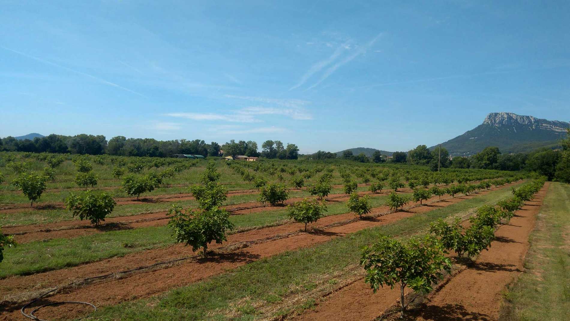 Vergers de figuiers dans la plaine de Solliès